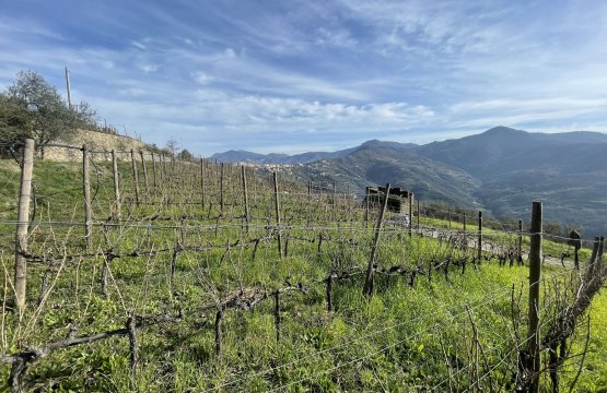 For sale Land Quiet zone Perinaldo Liguria